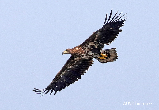 Seeadler