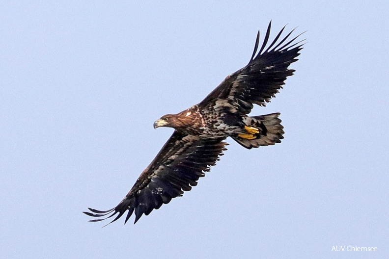 AktNatBeo-180907-hw-05-Seeadler-JK-Hirschauer-Bucht-09.2018_8C3A3561-1140pix.jpg