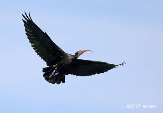 Waldrapp