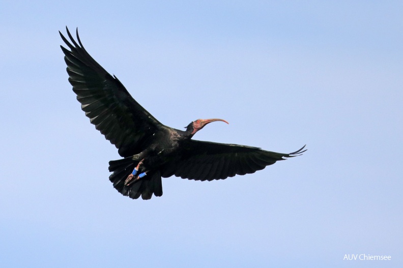 AktNatBeo-180906-hw-10_Waldrapp_Grabenstaett_09_2018_8C3A3892.jpg