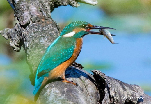 Eisvogel