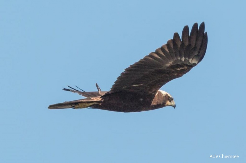 AktNatBeo-180912-ah-Rohrweihe_HB.jpg