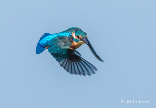 Eisvogel