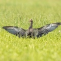 Waldrapp beim Sonnenbad