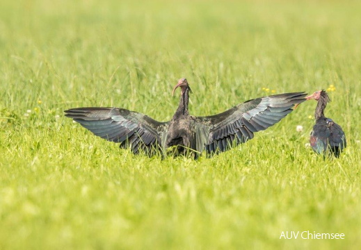 Waldrapp beim Sonnenbad