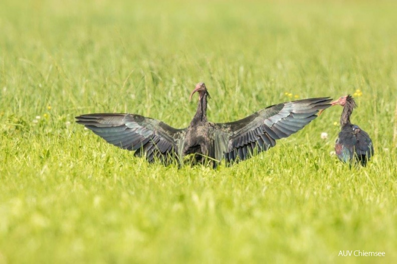 AktNatBeo-180905-ah-Waldrapp_beim_Sonnenbad.jpg