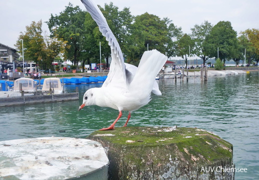 Möwe 