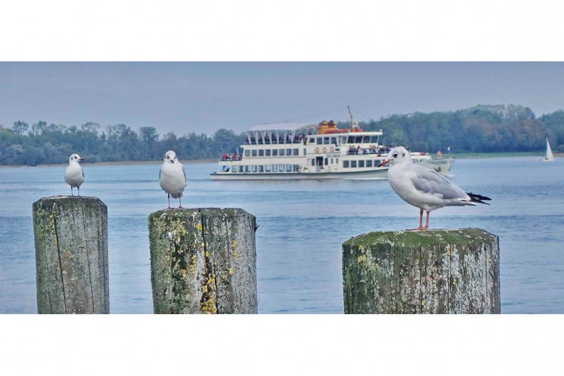 Moewen_+_Schiff-kl-Chiemsee-kl-180918-SamNachr-hoe-1140pix.jpg