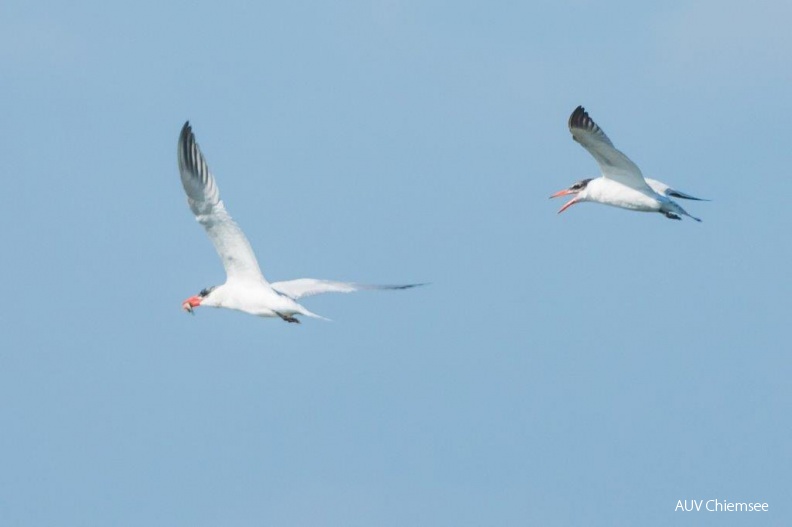 AktNatBeo-180919-ah-Raubseeschwalbe_mit_bettelndem_Jungvogel.jpg