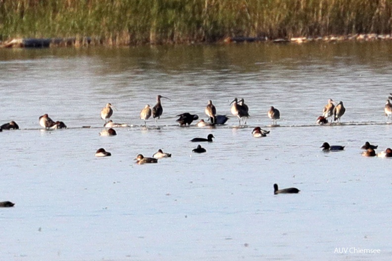 AktNatBeo-180919-hw-07_Groser_Brachvogel_Hirschauer_Bucht_09.2018_8C3A7775-2.jpg