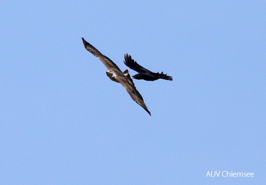Mäusebussard & Rabenkrähe