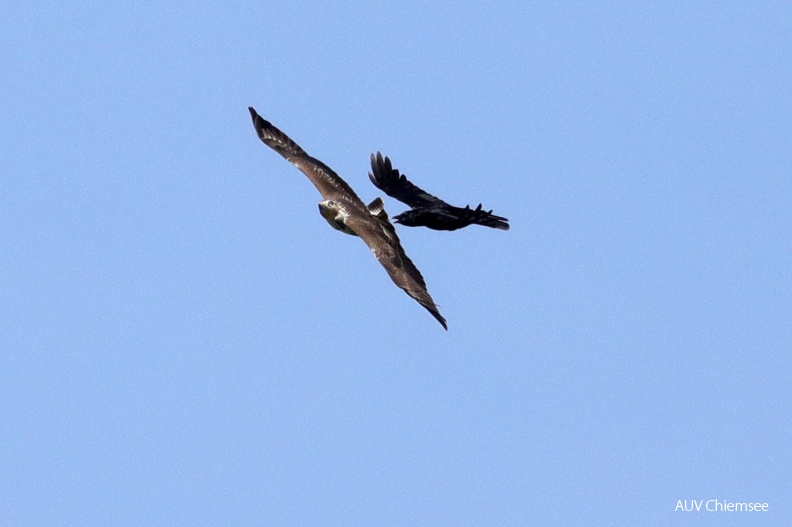 AktNatBeo-180927-hw-05_Maeusebussard_und_Rabenkraehe_Hirschauer_Bucht_09.2018_8C3A8712.jpg