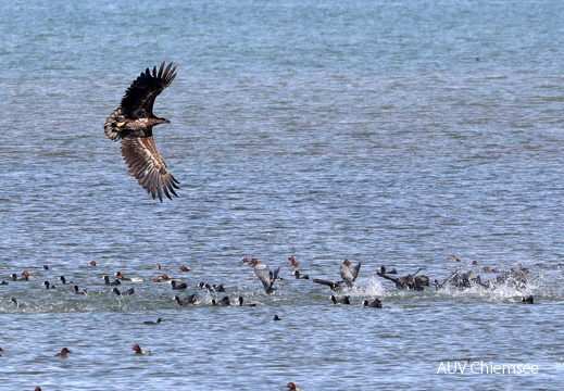 Seeadler - juvenil