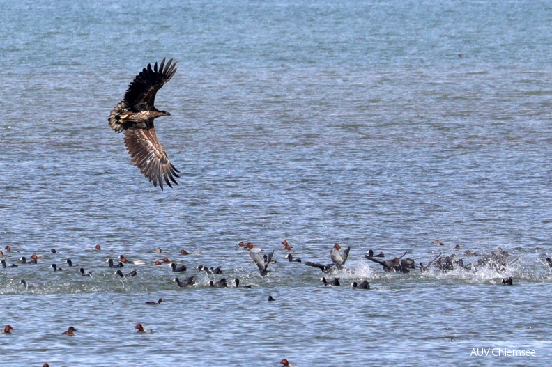 AktNatBeo-180927-hw-16_Seeadler_JK_Hirschauer_Bucht_09.2018_8C3A8876.jpg