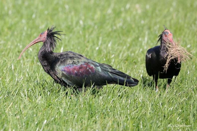 AktNatBeo-180926-hw-06_Waldrapp_Hirschauer_Bucht_09.2018_8C3A9479.jpg