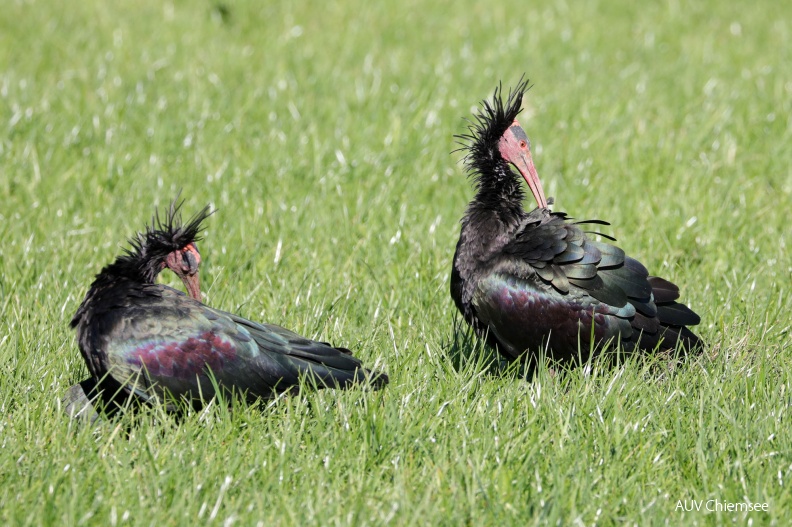 AktNatBeo-180926-hw-09_Waldrapp_Hirschauer_Bucht_09.2018_8C3A9511.jpg