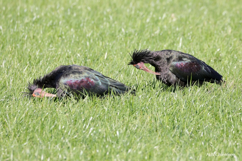 AktNatBeo-180926-hw-08_Waldrapp_Hirschauer_Bucht_09.2018_8C3A9503.jpg