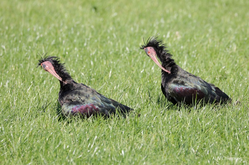 AktNatBeo-180926-hw-10_Waldrapp_Hirschauer_Bucht_09.2018_8C3A9525.jpg