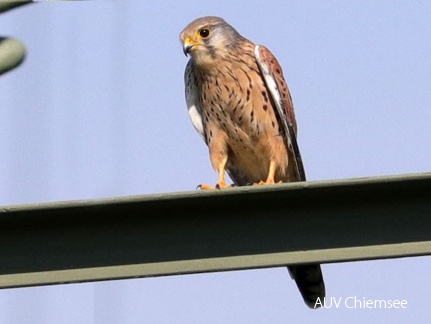 AktNatBeo-180906-hw-17 Turmfalke Weiblich Grabens taett 09 2018 8C3A4096-bearbeitet-1140pix