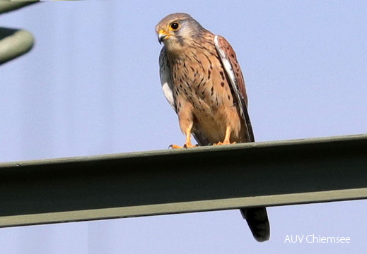 AktNatBeo-180906-hw-17 Turmfalke Weiblich Grabens taett 09 2018 8C3A4096-bearbeitet-1140pix