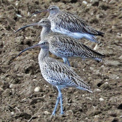 Großer Brachvogel 