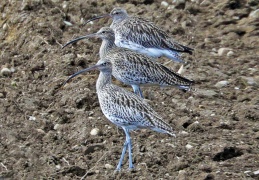 Großer Brachvogel 