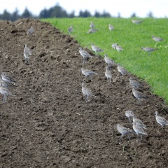 Großer Brachvogel