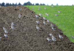 Großer Brachvogel