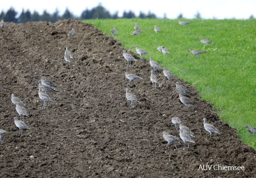 Großer Brachvogel