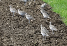 Großer Brachvogel