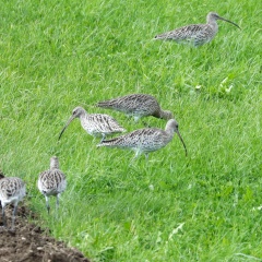 Großer Brachvogel