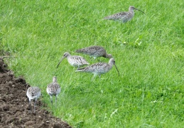 Großer Brachvogel