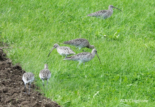 Großer Brachvogel