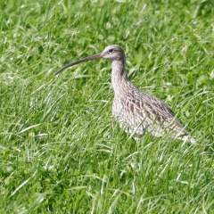 Großer Brachvogel