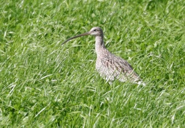 Großer Brachvogel