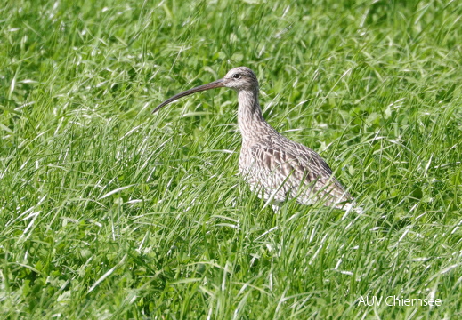 Großer Brachvogel