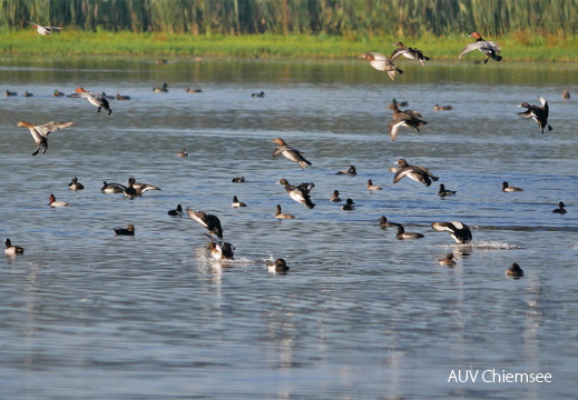 Einflug Enten