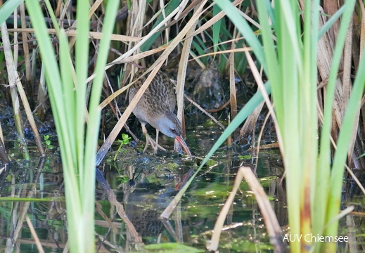 Wasserralle