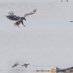 Seeadler