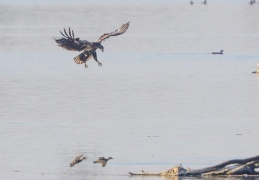 Seeadler