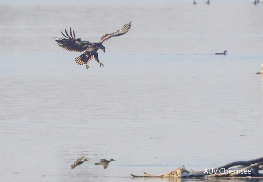 Seeadler