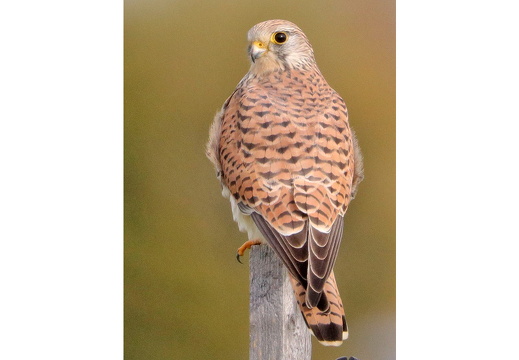 Turmfalke - Weibchen