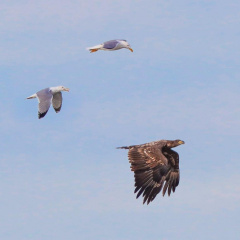 Seeadler im Jagdflug