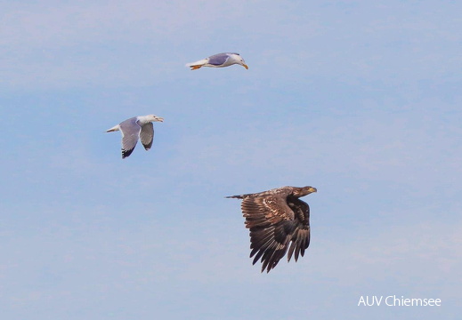 Seeadler im Jagdflug