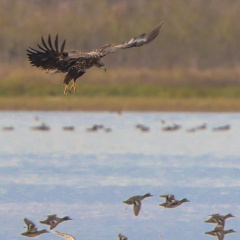 Seeadler