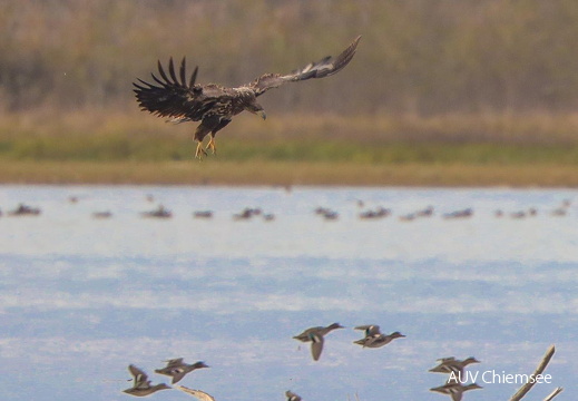 Seeadler