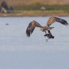 Seeadler mit Beute