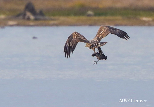 Seeadler mit Beute