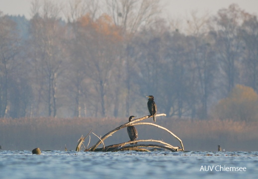 Kormoran