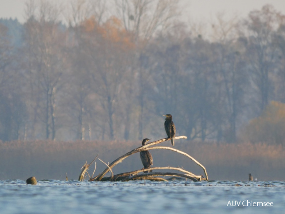 Kormoran